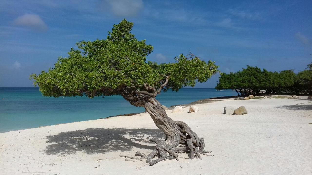 Aruba Harmony Apartments Oranjestad Bagian luar foto