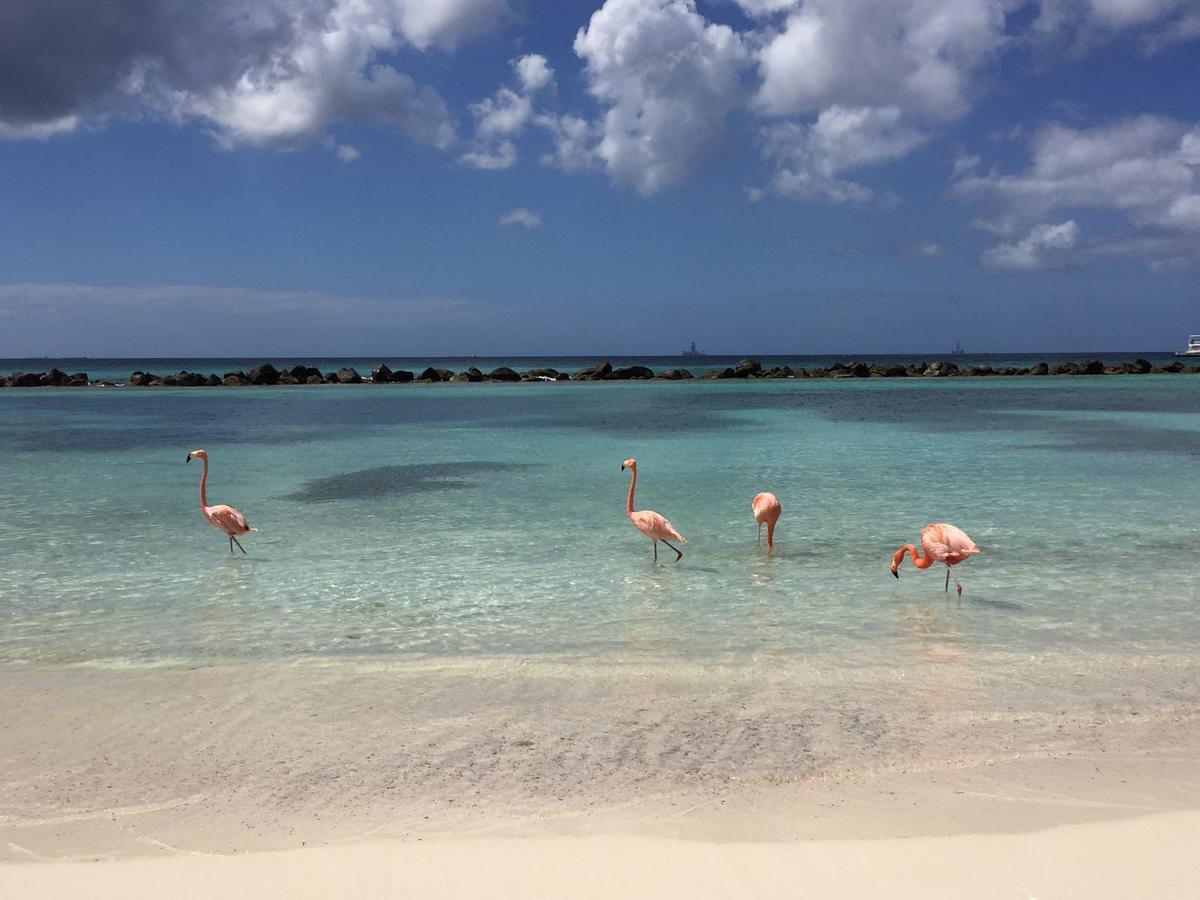 Aruba Harmony Apartments Oranjestad Bagian luar foto